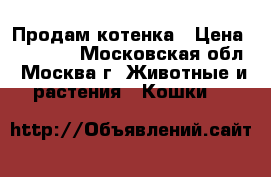 Продам котенка › Цена ­ 15 000 - Московская обл., Москва г. Животные и растения » Кошки   